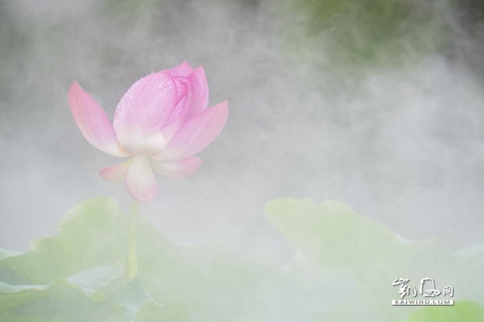 雨中戲荷