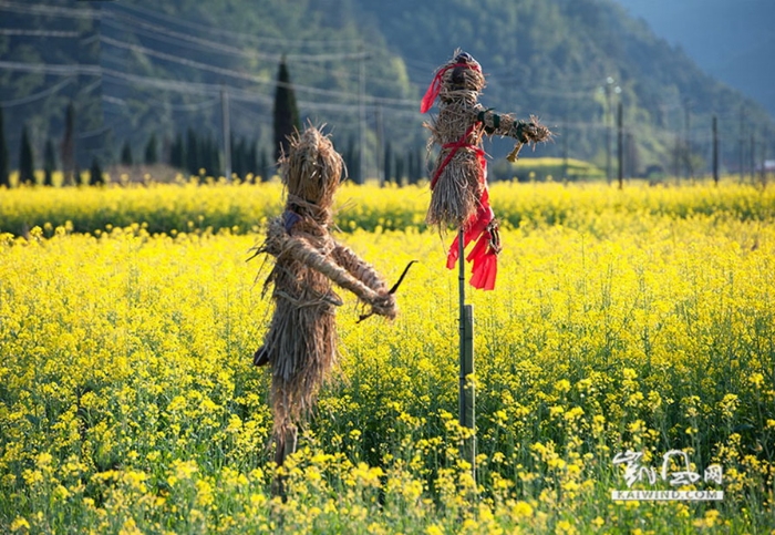 油菜花地演繹西天取經(jīng)故事