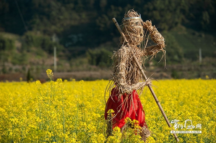 油菜花地演繹西天取經(jīng)故事