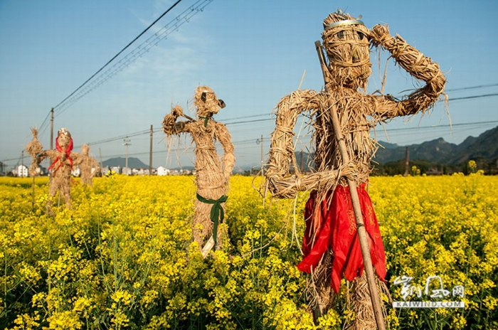 油菜花地演繹西天取經(jīng)故事