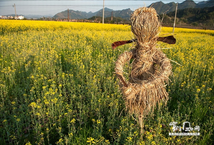 油菜花地演繹西天取經(jīng)故事