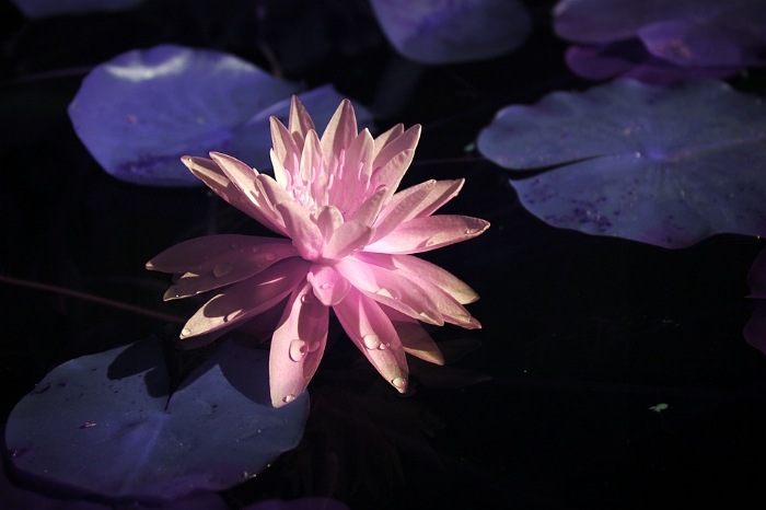 常言說“梨花帶雨”，帶著晨露的睡蓮?fù)瑯觿e有風(fēng)姿