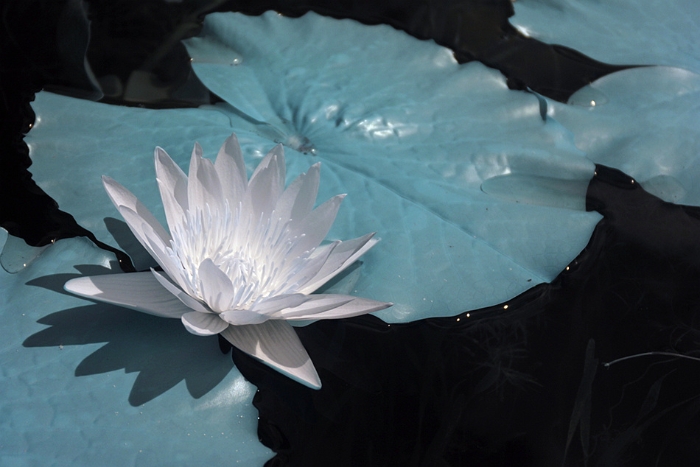 有種強(qiáng)烈的感覺，這是一朵來自“阿凡達(dá)”的蓮花