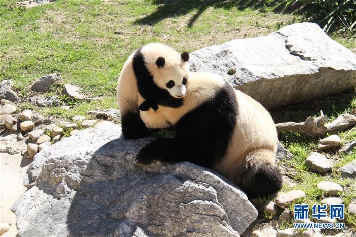 （國際）（3）馬德里動物園的大熊貓“竹莉娜”首次與觀眾正式見面