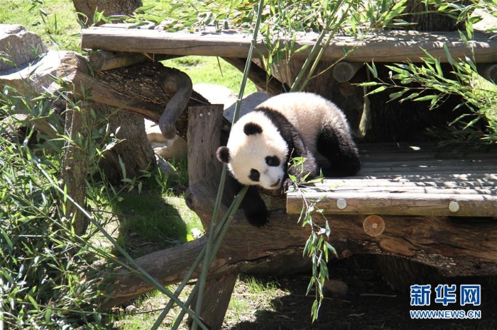 （國際）（1）馬德里動物園的大熊貓“竹莉娜”首次與觀眾正式見面