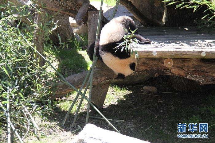 （國際）（2）馬德里動物園的大熊貓“竹莉娜”首次與觀眾正式見面