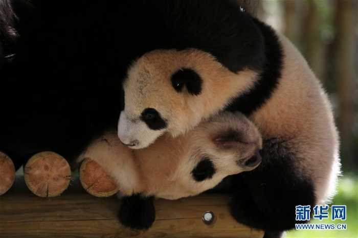 [2]（外代二線）馬德里動物園的大熊貓“竹莉娜”首次與觀眾正式見面