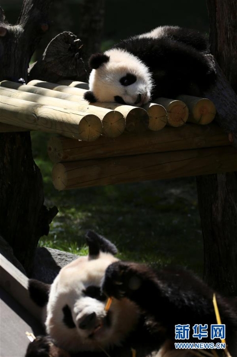 [3]（外代二線）馬德里動物園的大熊貓“竹莉娜”首次與觀眾正式見面