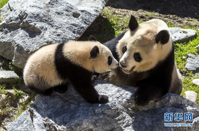 [6]（外代二線）馬德里動物園的大熊貓“竹莉娜”首次與觀眾正式見面