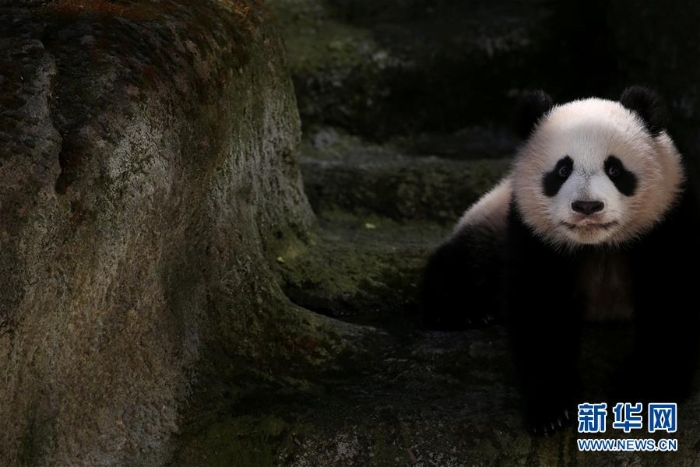 [15]（外代二線）馬德里動物園的大熊貓“竹莉娜”首次與觀眾正式見面
