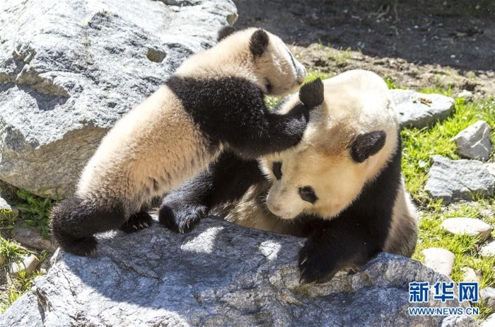 [16]（外代二線）馬德里動物園的大熊貓“竹莉娜”首次與觀眾正式見面