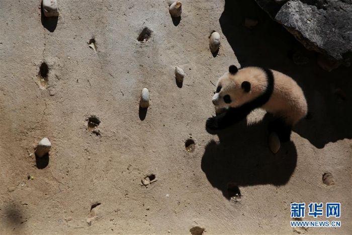 [9]（外代二線）馬德里動物園的大熊貓“竹莉娜”首次與觀眾正式見面