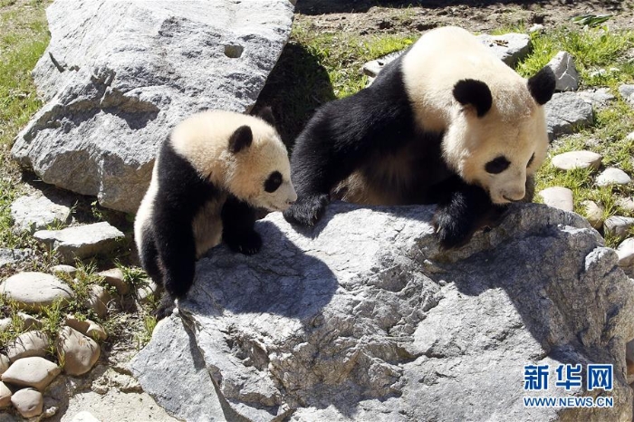 [11]（外代二線）馬德里動物園的大熊貓“竹莉娜”首次與觀眾正式見面