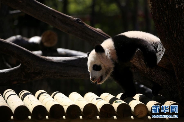 [8]（外代二線）馬德里動物園的大熊貓“竹莉娜”首次與觀眾正式見面