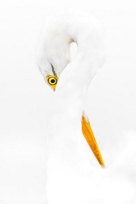 《三峰攝影》清麗自由的天使：相機里定格鳥兒最美的瞬間