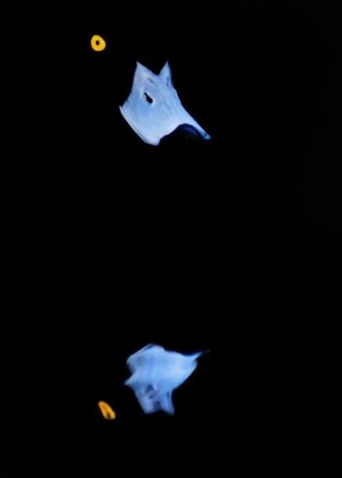 《三峰攝影》清麗自由的天使：相機里定格鳥兒最美的瞬間