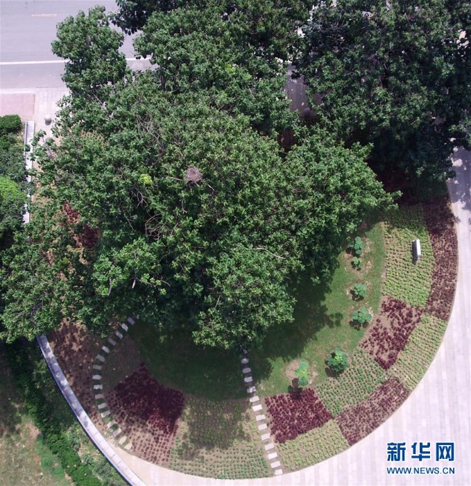 （新華全媒頭條·圖文互動）（7）焦桐，活在百姓心中的樹