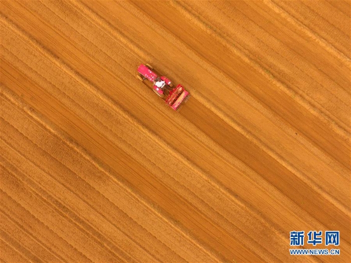 #（農(nóng)業(yè)）（7）處暑農(nóng)忙