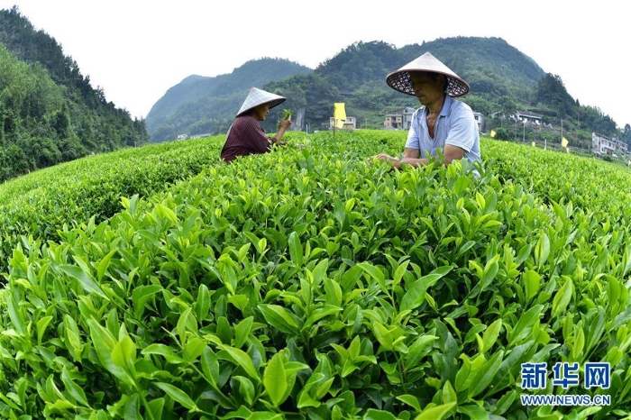#（農(nóng)業(yè)）（10）處暑農(nóng)忙