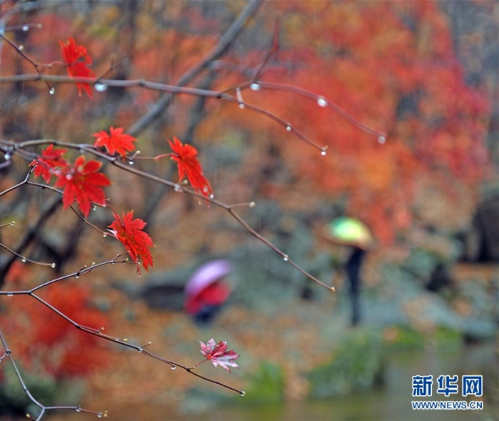（美麗中國(guó)）（4）紅葉“鬧”金秋