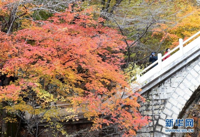 （美麗中國(guó)）（6）紅葉“鬧”金秋