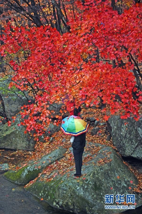 （美麗中國(guó)）（10）紅葉“鬧”金秋