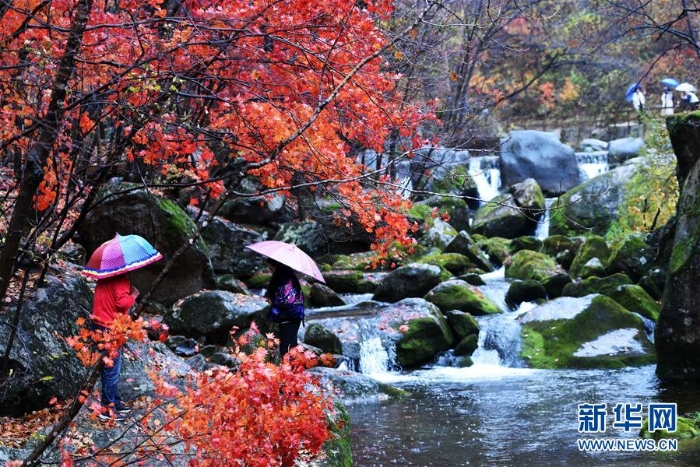 （美麗中國(guó)）（11）紅葉“鬧”金秋