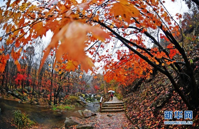 （美麗中國(guó)）（12）紅葉“鬧”金秋