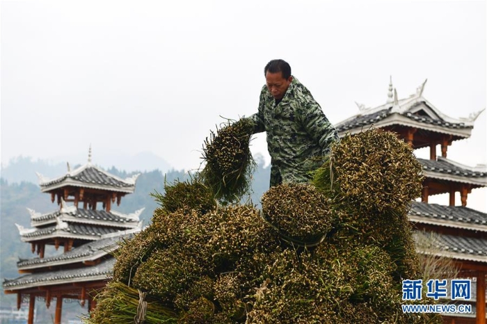 #（經(jīng)濟(jì)）（1）貴州劍河：鉤藤中藥材市場(chǎng)購(gòu)銷兩旺