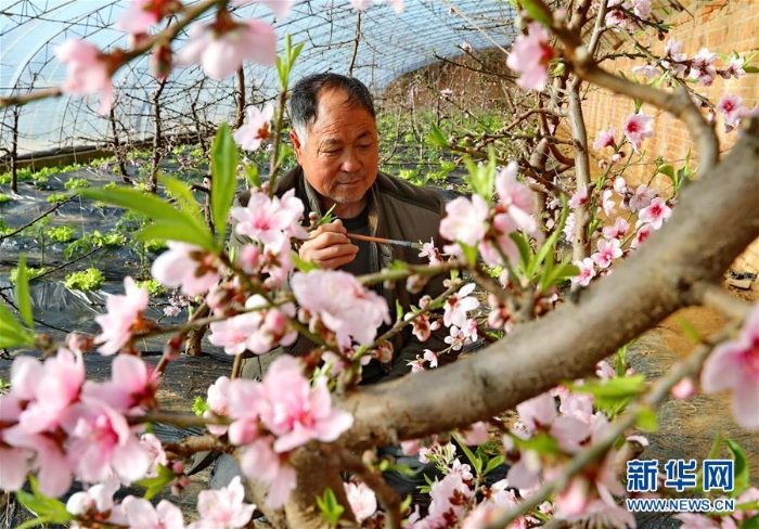 （經(jīng)濟(jì)）（1）河北遷安：設(shè)施農(nóng)業(yè)促增收
