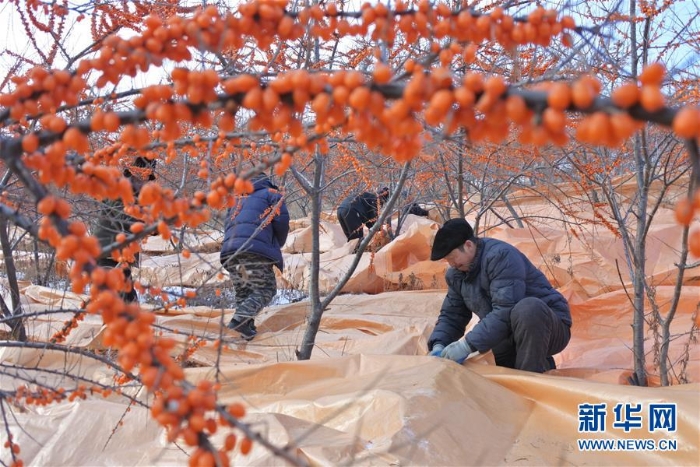 #（經(jīng)濟）（1）黑龍江林口：沙棘豐收紅艷艷