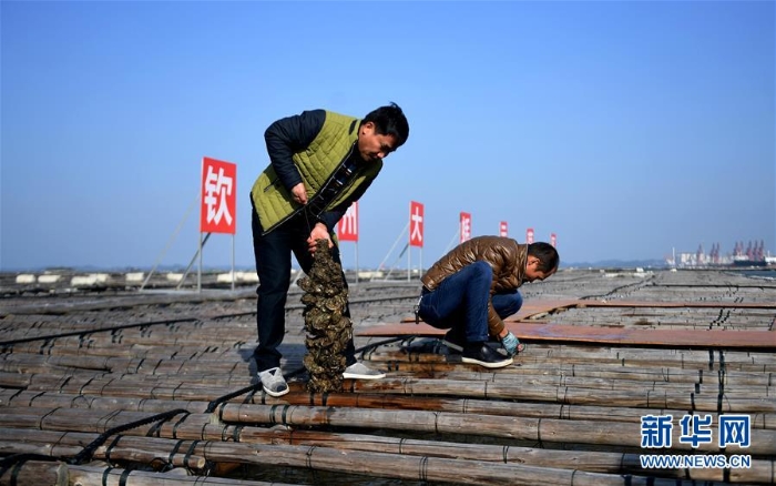 （經(jīng)濟）（4）廣西欽州：養(yǎng)殖大蠔 助農(nóng)增收