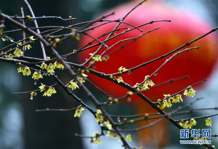 #（社會(huì)）（6）雨水潤花開