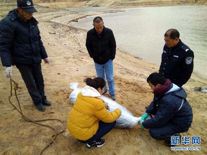 （圖片故事）（7）鄱陽湖上的江豚“保鏢”