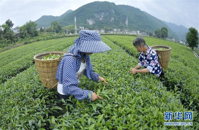 #（經(jīng)濟(jì)）（5）夏茶采摘忙