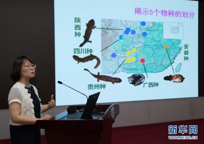 （圖文互動(dòng)）（4）中科院新研究發(fā)現(xiàn)野生娃娃魚分多個(gè)物種