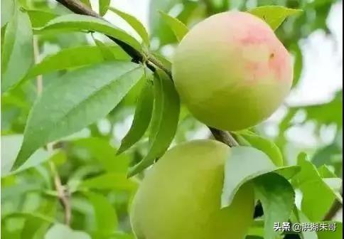 4種/“洗不干凈/”的水果，吃過2種的是牛人，全吃過的都是吃貨！