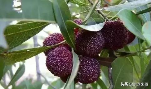 4種/“洗不干凈/”的水果，吃過2種的是牛人，全吃過的都是吃貨！