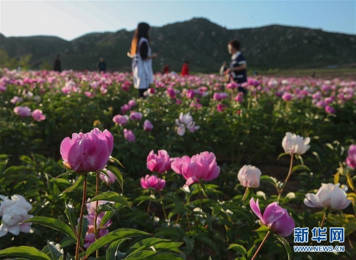 (社會(huì))(2)遼寧阜新:芍藥花開引游人