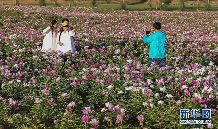 (社會(huì))(1)遼寧阜新:芍藥花開引游人