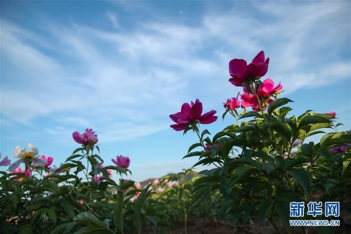 (社會(huì))(3)遼寧阜新:芍藥花開引游人