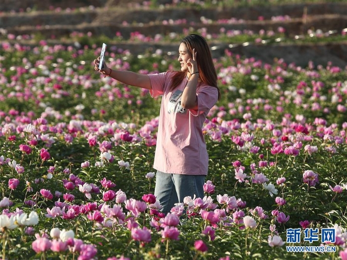 (社會(huì))(4)遼寧阜新:芍藥花開引游人