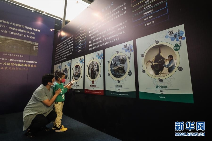 （社會）（3）抹香鯨塑化標(biāo)本大連展出