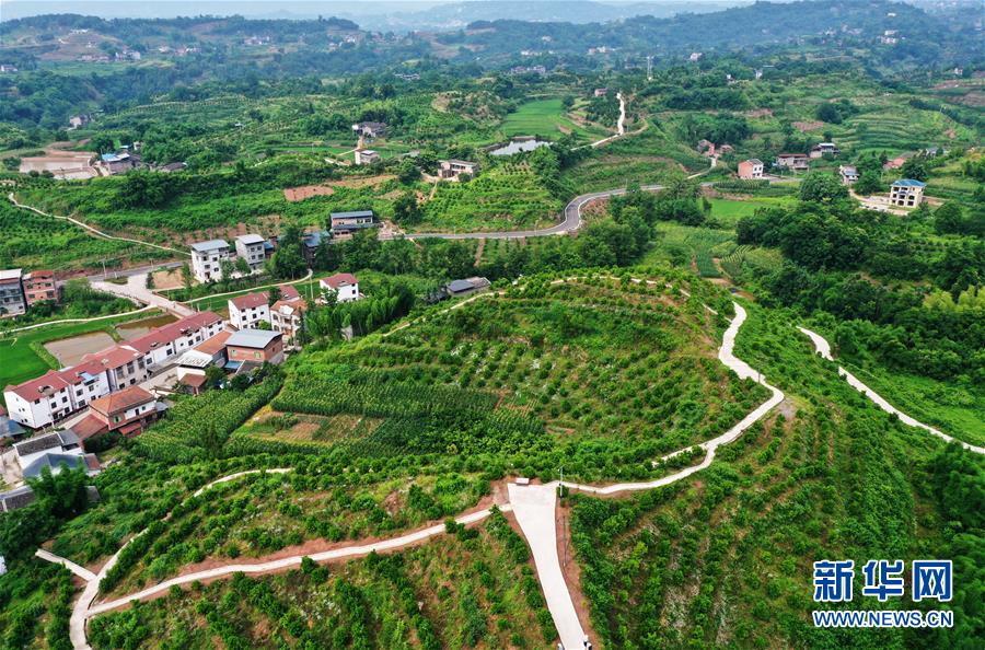 這是6月7日拍攝的臨江鎮(zhèn)福德村景象（無人機(jī)照片）。 時下，重慶市開州區(qū)臨江鎮(zhèn)福德村一帶生機(jī)盎然，秀美如畫。近年來，福德村深入開展“資源變股權(quán)、資金變股金、農(nóng)民變股民”三項(xiàng)改革，大力發(fā)展柑橘、優(yōu)質(zhì)再生稻等特色產(chǎn)業(yè)，取得了經(jīng)濟(jì)和生態(tài)效益雙豐收。 新華社記者 王全超 攝