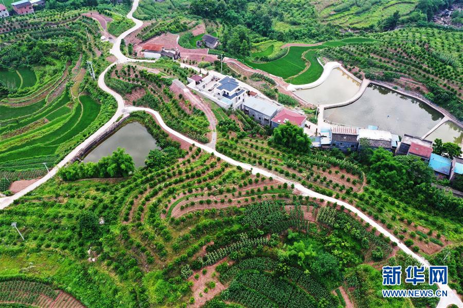 這是6月7日拍攝的臨江鎮(zhèn)福德村景象（無人機(jī)照片）。 時下，重慶市開州區(qū)臨江鎮(zhèn)福德村一帶生機(jī)盎然，秀美如畫。近年來，福德村深入開展“資源變股權(quán)、資金變股金、農(nóng)民變股民”三項(xiàng)改革，大力發(fā)展柑橘、優(yōu)質(zhì)再生稻等特色產(chǎn)業(yè)，取得了經(jīng)濟(jì)和生態(tài)效益雙豐收。 新華社記者 王全超 攝