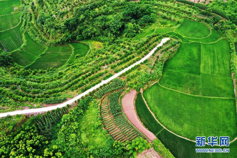 這是6月7日拍攝的臨江鎮(zhèn)福德村景象（無人機(jī)照片）。 時下，重慶市開州區(qū)臨江鎮(zhèn)福德村一帶生機(jī)盎然，秀美如畫。近年來，福德村深入開展“資源變股權(quán)、資金變股金、農(nóng)民變股民”三項(xiàng)改革，大力發(fā)展柑橘、優(yōu)質(zhì)再生稻等特色產(chǎn)業(yè)，取得了經(jīng)濟(jì)和生態(tài)效益雙豐收。 新華社記者 王全超 攝