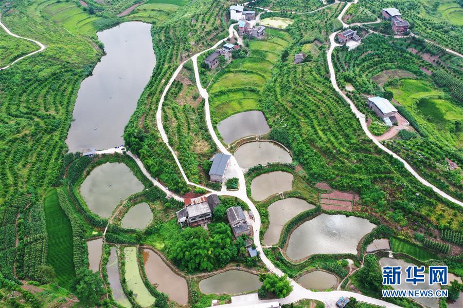 這是6月7日拍攝的臨江鎮(zhèn)福德村景象（無人機(jī)照片）。 時下，重慶市開州區(qū)臨江鎮(zhèn)福德村一帶生機(jī)盎然，秀美如畫。近年來，福德村深入開展“資源變股權(quán)、資金變股金、農(nóng)民變股民”三項(xiàng)改革，大力發(fā)展柑橘、優(yōu)質(zhì)再生稻等特色產(chǎn)業(yè)，取得了經(jīng)濟(jì)和生態(tài)效益雙豐收。 新華社記者 王全超 攝