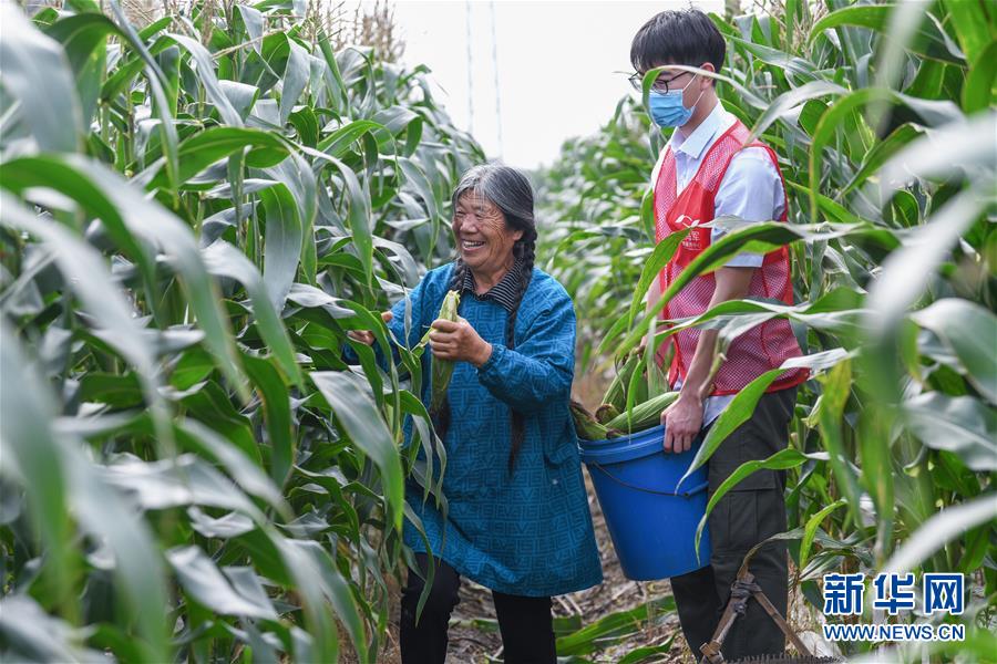 6月8日，志愿者和低保戶老人一起收獲玉米。 當(dāng)日，浙江省慈溪市錢海軍志愿服務(wù)中心的志愿者們來(lái)到慈溪市崇壽鎮(zhèn)海運(yùn)村，幫助與該中心結(jié)對(duì)的低保戶老人，一起收獲地里成熟的玉米，并通過(guò)線上直播、線下設(shè)攤的形式進(jìn)行義賣。近期，浙江省慈溪市錢海軍志愿服務(wù)中心舉辦多次愛(ài)心助農(nóng)活動(dòng)，組織青年志愿者到農(nóng)村幫助孤寡老人、低保戶、殘疾農(nóng)戶采收蔬菜、水果并進(jìn)行義賣。 新華社記者 徐昱 攝
