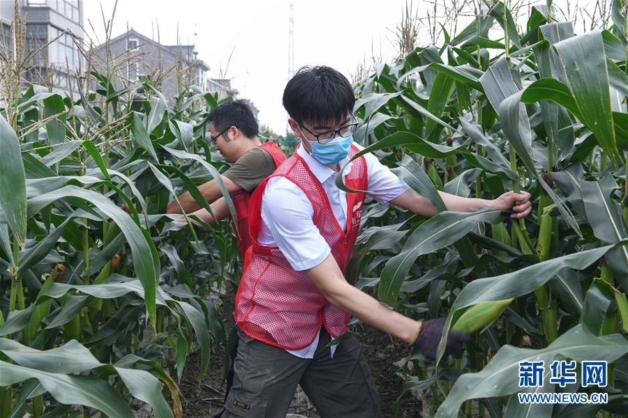 6月8日，志愿者幫助低保戶老人收獲玉米。 當(dāng)日，浙江省慈溪市錢海軍志愿服務(wù)中心的志愿者們來(lái)到慈溪市崇壽鎮(zhèn)海運(yùn)村，幫助與該中心結(jié)對(duì)的低保戶老人，一起收獲地里成熟的玉米，并通過(guò)線上直播、線下設(shè)攤的形式進(jìn)行義賣。近期，浙江省慈溪市錢海軍志愿服務(wù)中心舉辦多次愛(ài)心助農(nóng)活動(dòng)，組織青年志愿者到農(nóng)村幫助孤寡老人、低保戶、殘疾農(nóng)戶采收蔬菜、水果并進(jìn)行義賣。 新華社記者 徐昱 攝