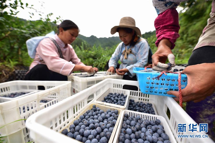 6月17日，村民在貴州省丹寨縣排調(diào)鎮(zhèn)排調(diào)村的藍(lán)莓種植基地里采摘藍(lán)莓。 貴州省黔東南苗族侗族自治州丹寨縣排調(diào)鎮(zhèn)排調(diào)村藍(lán)莓種植基地的120多畝藍(lán)莓陸續(xù)進(jìn)入采收期，當(dāng)?shù)卮迕衩χ烧⒎謷?、挑運(yùn)藍(lán)莓，種植基地里一派喜獲豐收的繁忙景象。 新華社發(fā)（楊武魁 攝）
